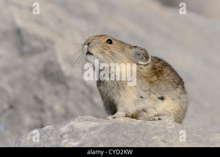 Pika, appelant des Rocheuses du Nord Banque D'Images