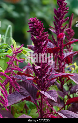 AMARANTHUS CRUENTUS rideaux de velours Banque D'Images