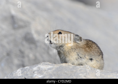 Vocalise Pika, Rocheuses du Nord Banque D'Images