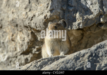 Portrait de Pika, Rocheuses du Nord Banque D'Images