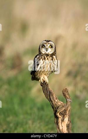 Le hibou des marais (Aseo flammeus), volant à l'état sauvage Banque D'Images