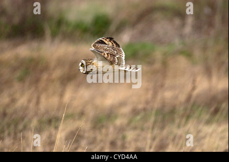 Le hibou des marais (Aseo flammeus), volant à l'état sauvage Banque D'Images