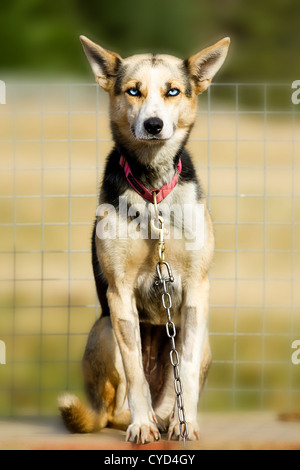 Les Huskies d'Alaska sont principalement produites comme chiens de travail. Ils ont une plus grande résistance dans les courses de traîneau de huskies sibériens. Banque D'Images