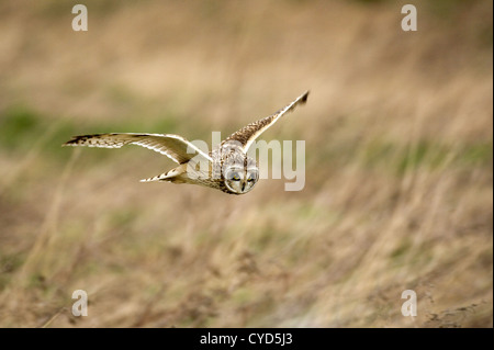 Le hibou des marais (Aseo flammeus), volant à l'état sauvage Banque D'Images