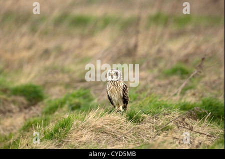 Le hibou des marais (Aseo flammeus), volant à l'état sauvage Banque D'Images