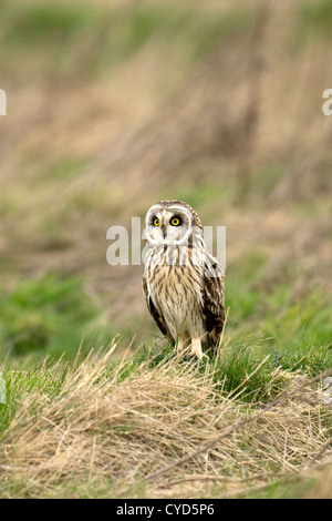 Le hibou des marais (Aseo flammeus) à l'état sauvage Banque D'Images