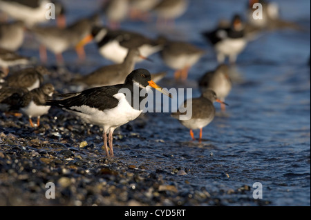 Eurasian Oystercatcher (Haematopus ostralegus) Banque D'Images