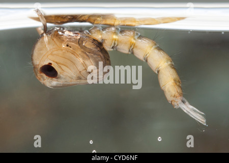 Gnat chrysalide dans l'eau, Culex pipiens (la maison commune moustique) Banque D'Images