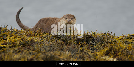 Des loutres de l'Isle of Mull Banque D'Images