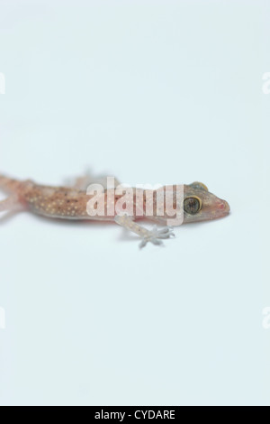 Gecko Bébé rampant Banque D'Images