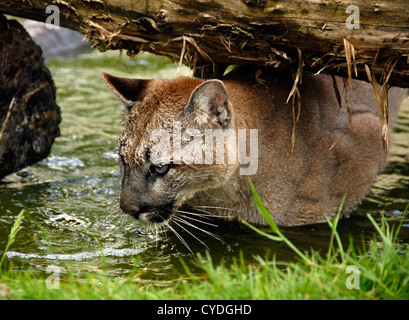 Puma natation sous log Banque D'Images