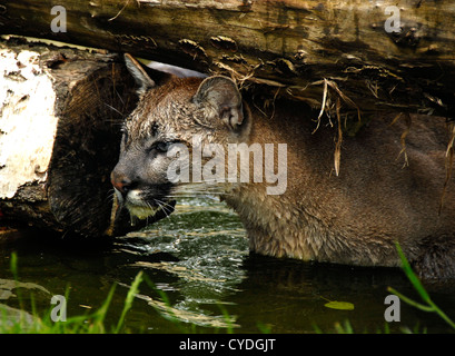 Puma natation sous log Banque D'Images