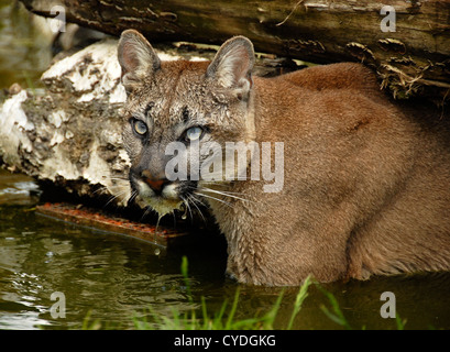 Puma natation sous log Banque D'Images