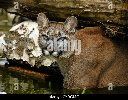 Puma natation sous log Banque D'Images