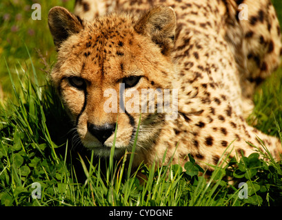 Murphy un jeune guépard Banque D'Images