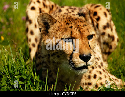 Murphy un jeune guépard Banque D'Images