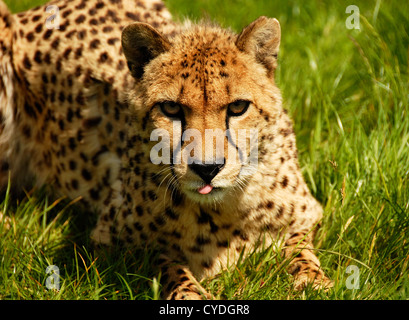 Murphy un jeune guépard Banque D'Images