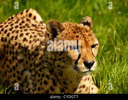 Murphy un jeune guépard Banque D'Images