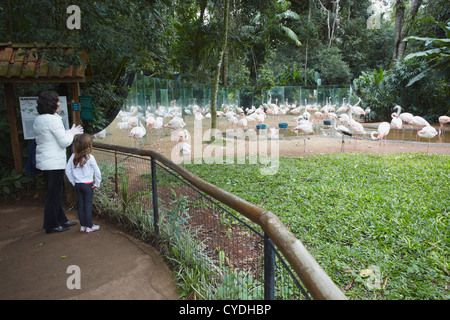 Les gens au Flamingo enclos au Parque das Aves (Parc des Oiseaux), Iguacu, Parana, Brésil Banque D'Images