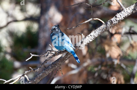 Un geai bleu se trouve dans une pinède et des sondages auprès de son entourage. Rocky Mountain National Park, Colorado Banque D'Images