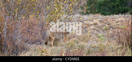 Un coyote se penche sur la distance à la recherche de proies. Estes Park, Colorado Banque D'Images