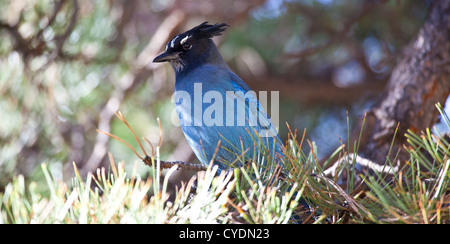 Un geai bleu se trouve dans une pinède et des sondages auprès de son entourage. Rocky Mountain National Park, Colorado Banque D'Images