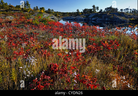 Asters et le sumac près de la Baie Georgienne inlet, Whitefish Falls, Ontario, Canada Banque D'Images