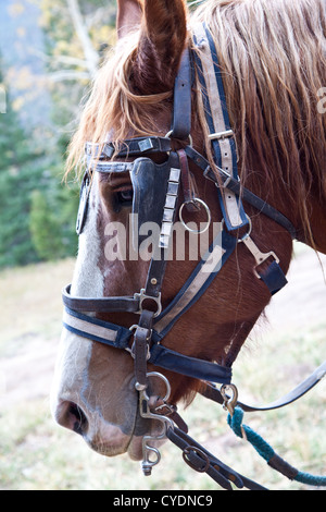 Un gros plan d'un cheval belge en pleine tack attelés à un chariot. Estes Park, Colorado. Banque D'Images