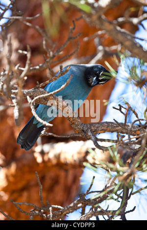 Un geai bleu se trouve dans une pinède et des sondages auprès de son entourage. Rocky Mountain National Park, Colorado Banque D'Images