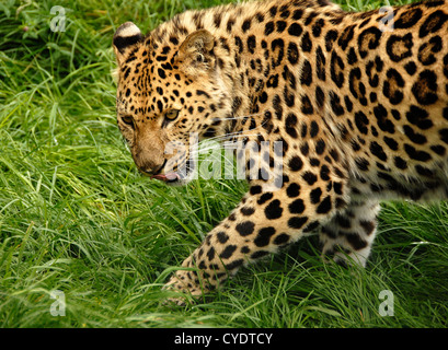 Close up Panthère prowling Banque D'Images