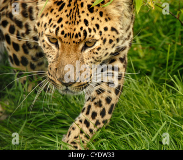 Close up Panthère prowling Banque D'Images