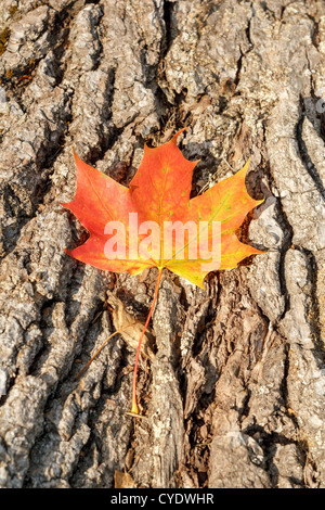 Composition de feuilles d'automne sur fond de bois Banque D'Images