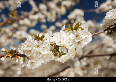 Détail fleur de cerisier en fleurs dans la Vallée de Jerte, Cáceres, Extremadura, Espagne Banque D'Images