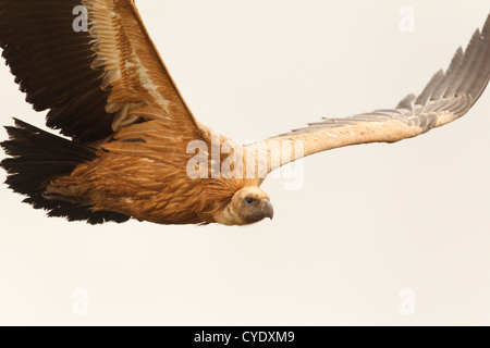 Vautour fauve - Gyps fulvus - Buitre Leonado, battant fait de masquer dans Lleras, Tremp, Lleida, Catalogne, Espagne Banque D'Images