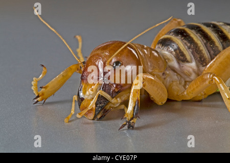 Une Jérusalem cricket, également connu comme un bug de pommes de terre Banque D'Images