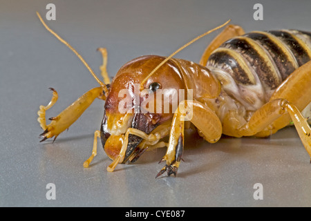 Une Jérusalem cricket, également connu comme un bug de pommes de terre Banque D'Images