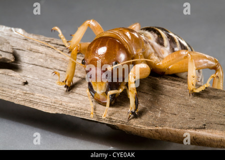 Une Jérusalem cricket, également connu comme un bug de pommes de terre Banque D'Images