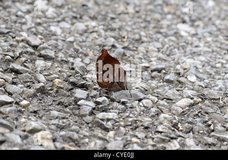 Belle Feuille d'automne (Doleschallia bisaltide papillon) sur la route piste Banque D'Images