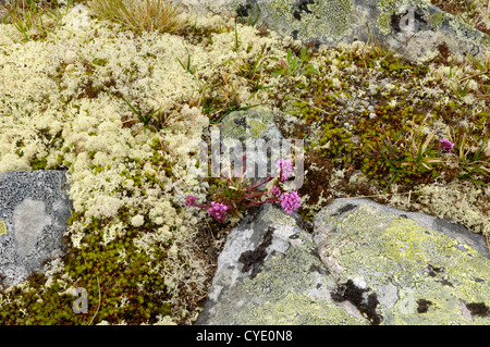 Le lichen dans les montagnes de Jotunheimen, près de l'Hervassbu, Sogn og Fjordane, Norvège Banque D'Images