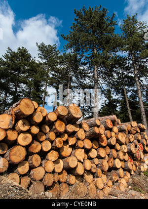Journaux d'arbre fraîchement coupé empilés Banque D'Images