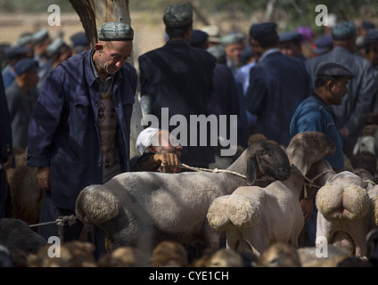 Le choix d'hommes ouïghours Bovins, Opal Village Market, la région autonome ouïghoure du Xinjiang, Chine Banque D'Images