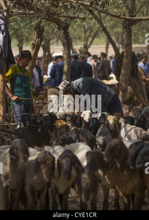 Le choix d'hommes ouïghours Bovins, Opal Village Market, la région autonome ouïghoure du Xinjiang, Chine Banque D'Images