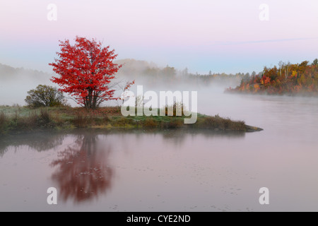 Le brouillard du matin et de l'automne de l'arbre d'érable rouge sur le lac Supérieur, St. Pothier Sudbury, Ontario, Canada Banque D'Images