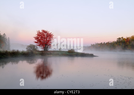 Le brouillard du matin et de l'automne de l'arbre d'érable rouge sur le lac Supérieur, St. Pothier Sudbury, Ontario, Canada Banque D'Images