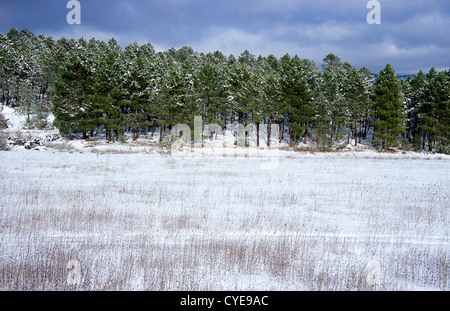 Paysage couvert de neige dans la forêt de pins près de Riopar, Castilla la Mancha, Espagne Banque D'Images