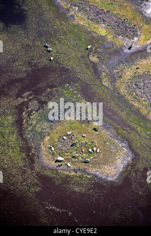 Les Pays-Bas, Dwingeloo, appelé terre de bruyère : Dwingelderveld. Ruminer les vaches sur l'île de bassin peu profond. Vue aérienne. Banque D'Images