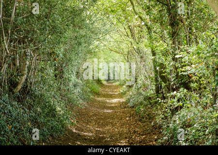 Allée d'arbres dans la campagne Britsh Banque D'Images