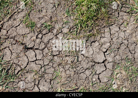 Terrain infertile avec des fissures causées par le temps sec Banque D'Images