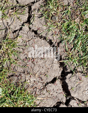 12.2005 la terre sèche avec des lames d'herbe verte Banque D'Images