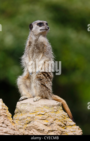 Meerkat (Suricata suricatta) se tient debout sur une sentinelle veillant rock Banque D'Images